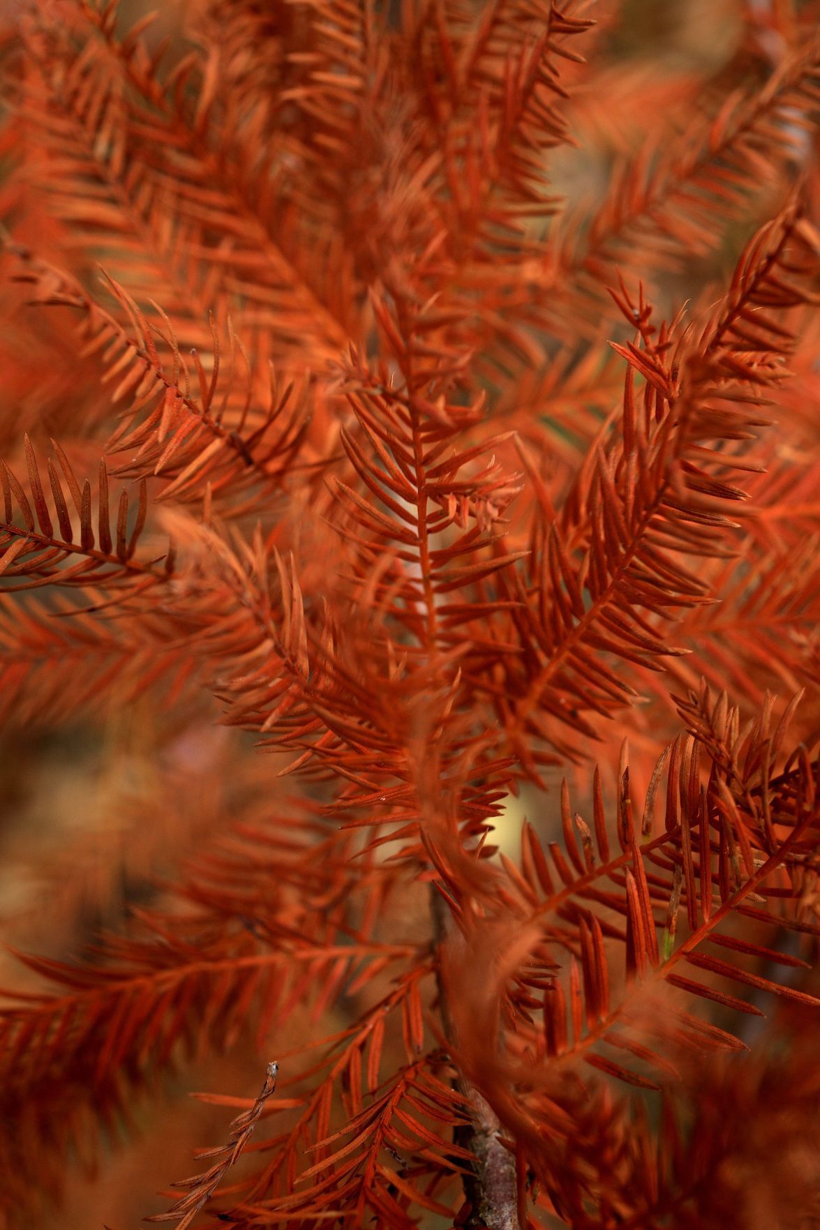 Fall colors 2020